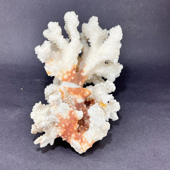 Natural White Coral Brown Stem Cluster Nautical Coastal Aquarium Decor 7" x 5" - Picture 2 of 13
